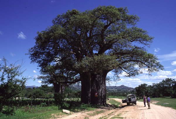 c0006.jpg